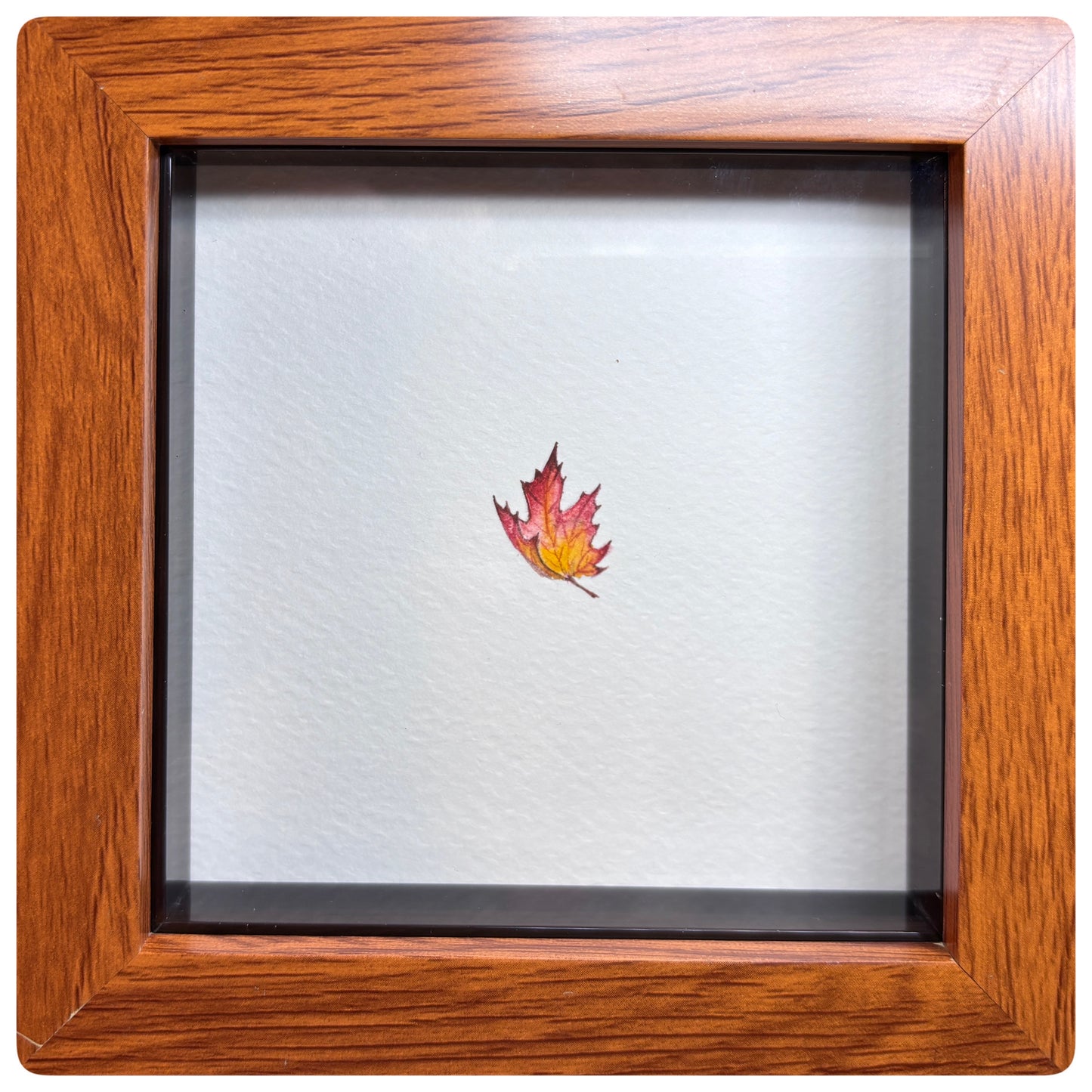 Maple Leaf Miniature
