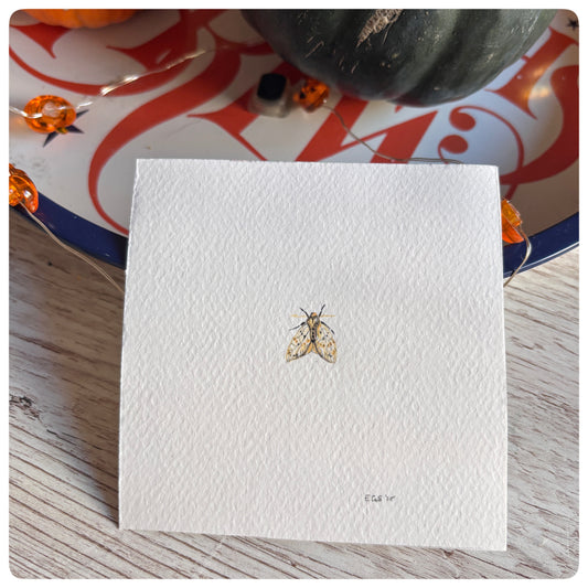 Moth Miniature