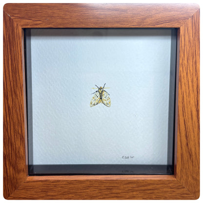 Moth Miniature