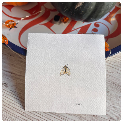 Moth Miniature